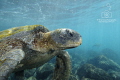   here we have... more water sand... Chelonia mydas showing me around shallows Isla Isabella. have sand Isabella  